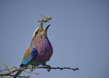 Roller-Lunch-Johan van Wyk