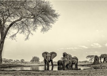 Classic Africa-Johan van Wyk