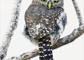 Pearl Spotted Owlet-Ruth-Scholtz