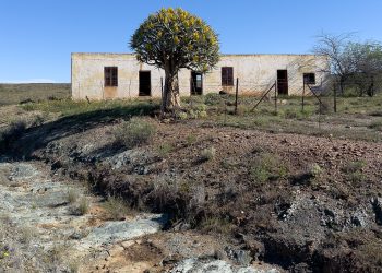 Only-the-Kokerboom-remains-resilient-Karin-Butow